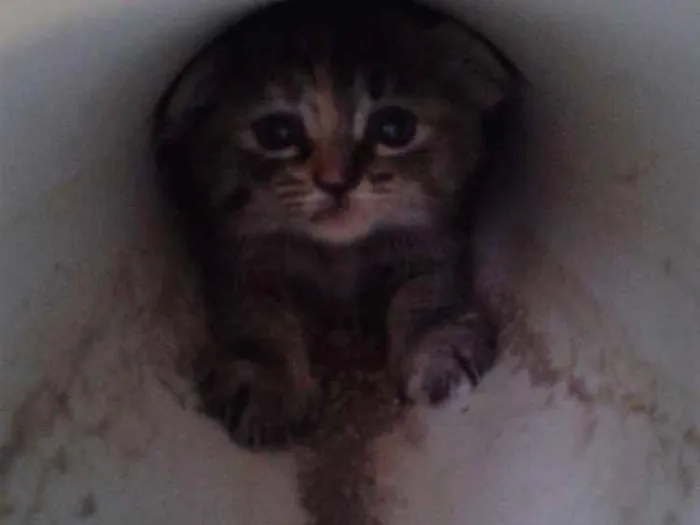 Gato raça Srd idade 2 a 6 meses nome Não  tem