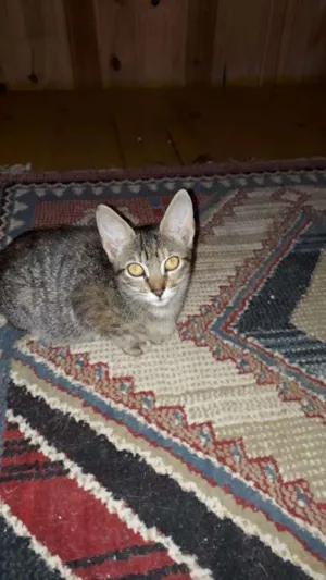 Gato raça  idade 2 a 6 meses nome Sem nome 