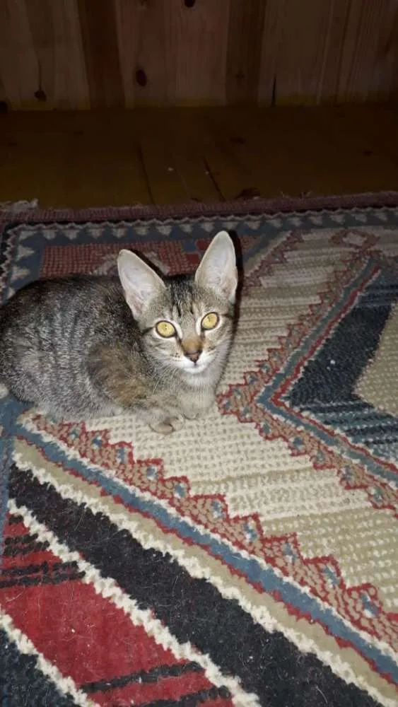 Gato ra a  idade 2 a 6 meses nome Sem nome 