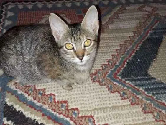 Gato ra a  idade 2 a 6 meses nome Sem nome 
