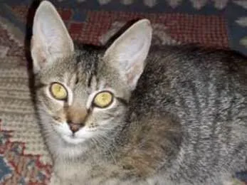 Gato ra a  idade 2 a 6 meses nome Sem nome 