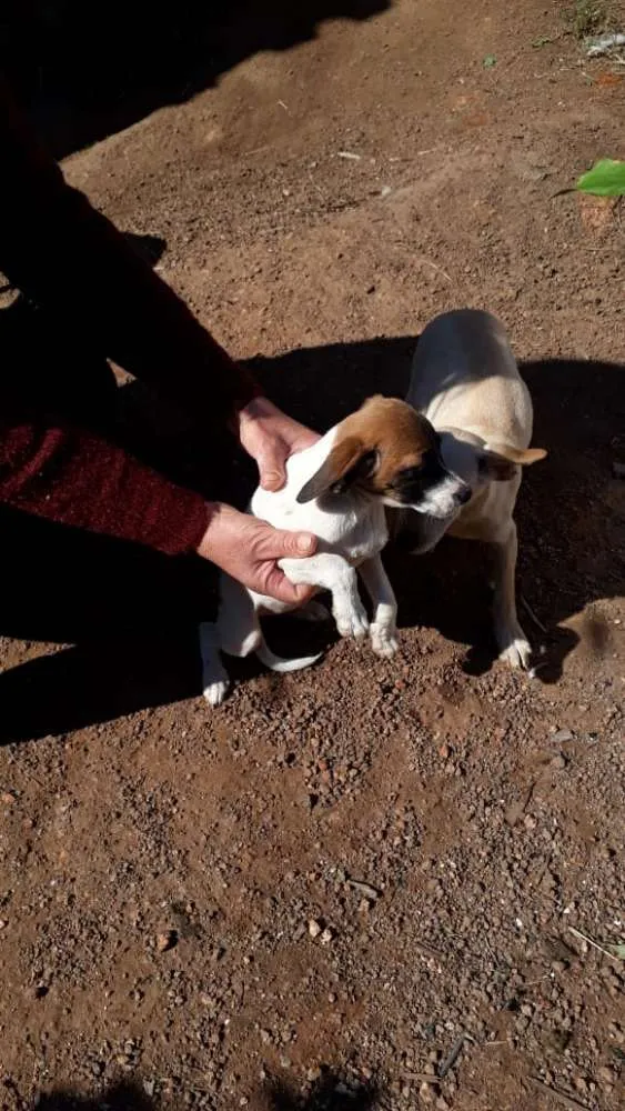 Cachorro ra a  idade Abaixo de 2 meses nome Sem nome 
