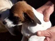 Cachorro ra a  idade Abaixo de 2 meses nome Sem nome 