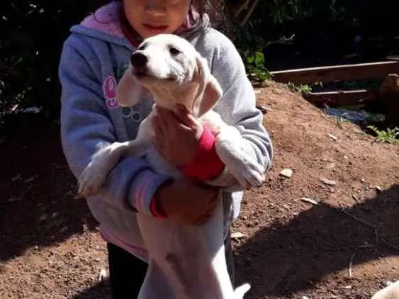 Cachorro ra a  idade Abaixo de 2 meses nome Sem nome 