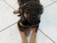 Lilica