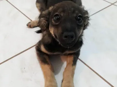 Cachorro raça Fox  Paulistinha com vira lata idade 2 a 6 meses nome Lilica