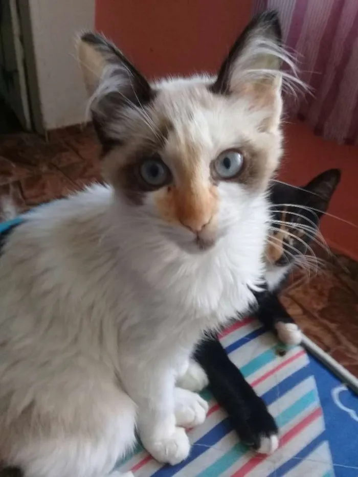 Gato ra a  idade 2 a 6 meses nome Não tem nome