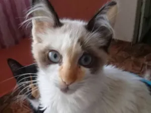 Gato raça  idade 2 a 6 meses nome Não tem nome