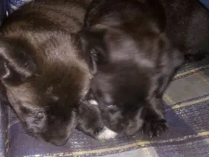 Cachorro raça Indefinido idade Abaixo de 2 meses nome Indefinido
