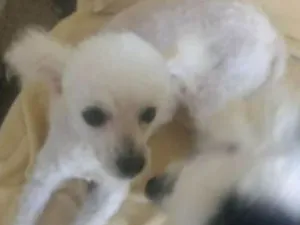 Cachorro raça Poodle  idade 2 anos nome Benamim