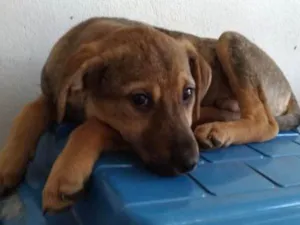 Cachorro raça srd idade 2 a 6 meses nome Gold