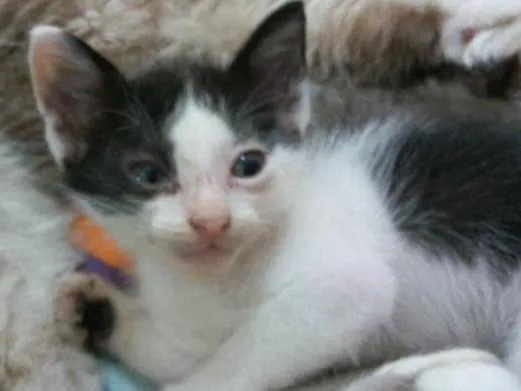 Gato ra a Vira lata idade 2 a 6 meses nome Bile
