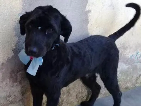 Cachorro ra a Poodle idade  nome Biscuit