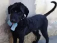 Biscuit