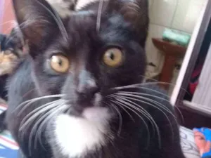 Gato raça  idade 2 a 6 meses nome Não tem nome