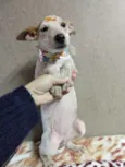Branca e Caramelo
