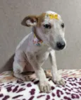 Branca e Caramelo