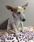 Branca e Caramelo