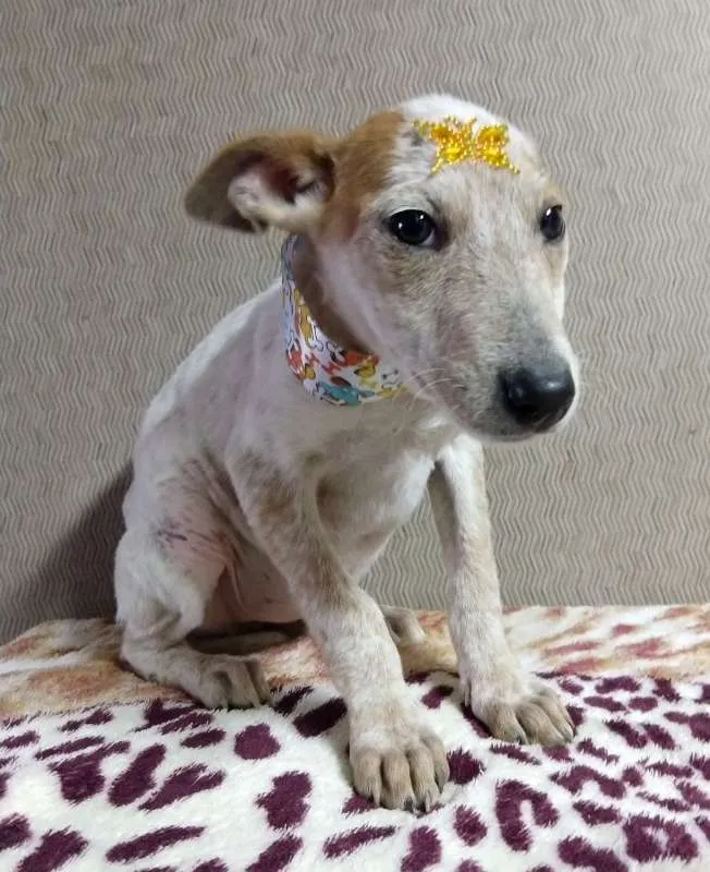 Cachorro ra a SRD idade 2 a 6 meses nome Branca
