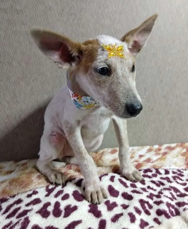 Cachorro ra a SRD idade 2 a 6 meses nome Branca