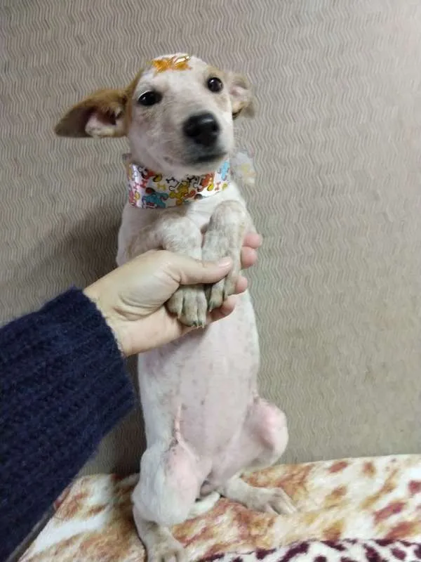 Cachorro ra a SRD idade 2 a 6 meses nome Branca