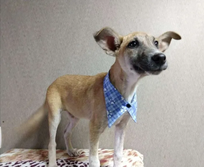 Cachorro ra a SRD idade 2 a 6 meses nome Caramelo