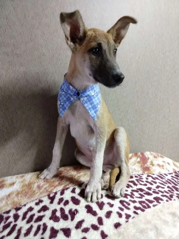 Cachorro ra a SRD idade 2 a 6 meses nome Caramelo