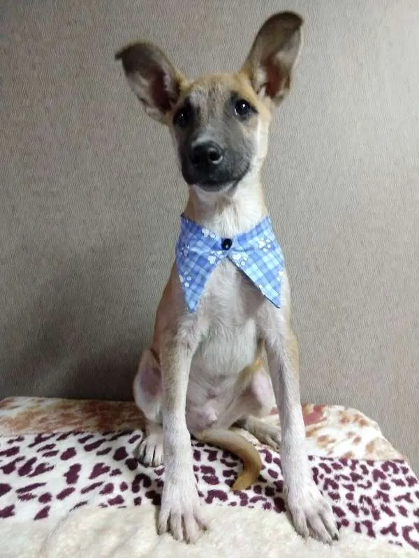 Cachorro ra a SRD idade 2 a 6 meses nome Caramelo