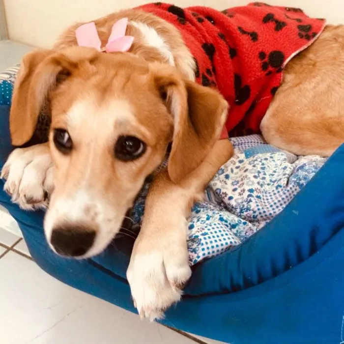 Cachorro ra a SRD idade 2 a 6 meses nome LILICA