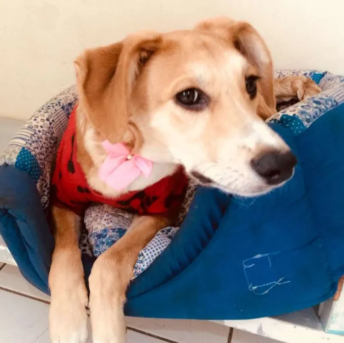 Cachorro ra a SRD idade 2 a 6 meses nome LILICA