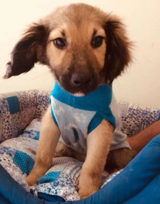 Cachorro ra a SRD idade 2 a 6 meses nome URSINHO