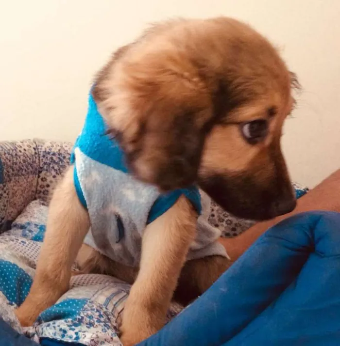 Cachorro ra a SRD idade 2 a 6 meses nome URSINHO
