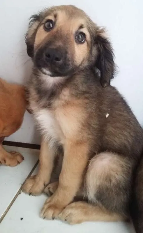 Cachorro ra a SRD idade 2 a 6 meses nome URSINHO