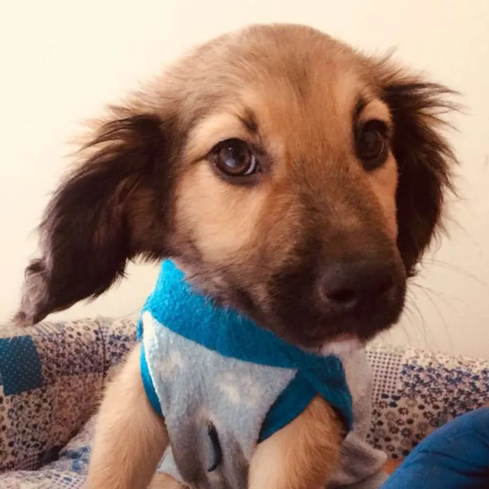 Cachorro ra a SRD idade 2 a 6 meses nome URSINHO
