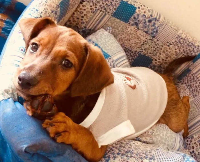 Cachorro ra a SRD idade 2 a 6 meses nome PIMENTINHA