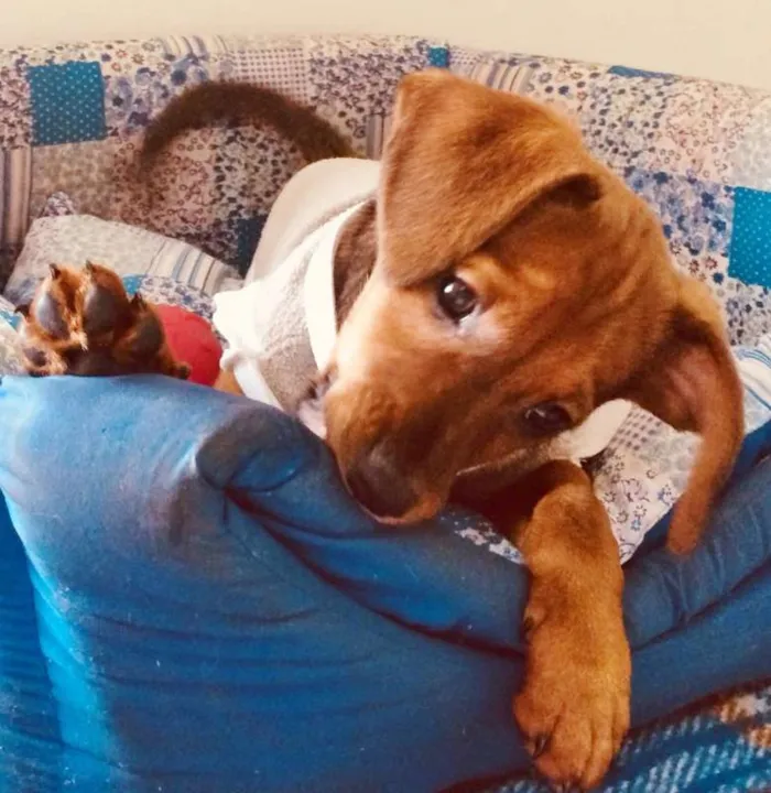 Cachorro ra a SRD idade 2 a 6 meses nome PIMENTINHA