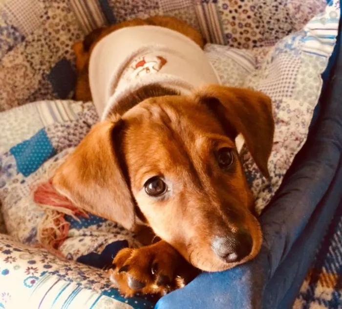Cachorro ra a SRD idade 2 a 6 meses nome PIMENTINHA