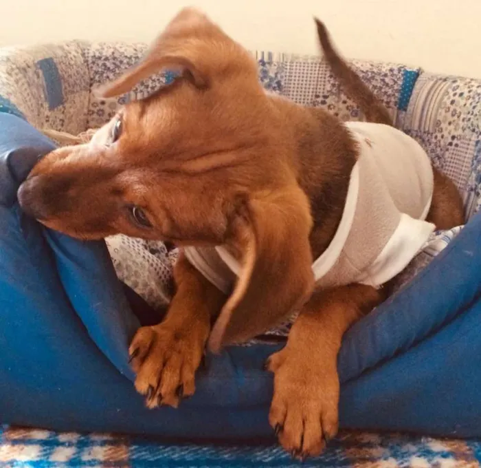 Cachorro ra a SRD idade 2 a 6 meses nome PIMENTINHA