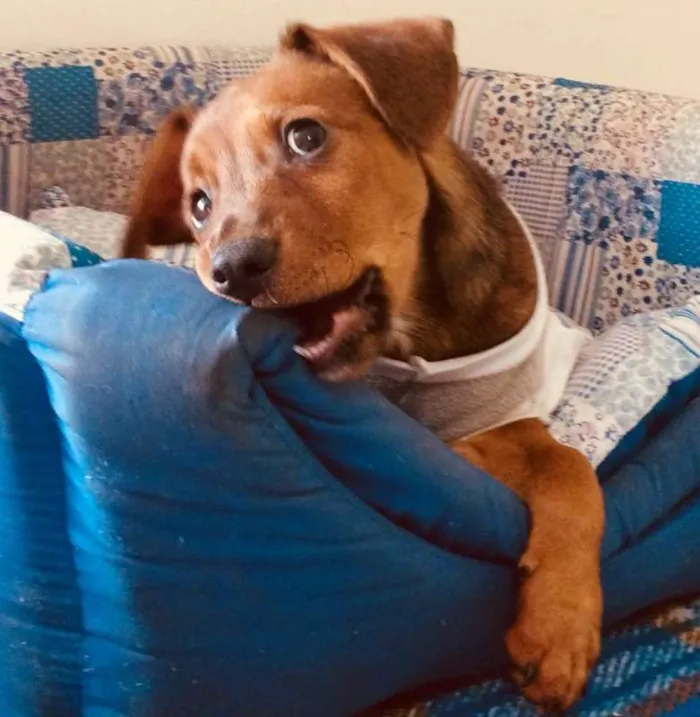 Cachorro ra a SRD idade 2 a 6 meses nome PIMENTINHA