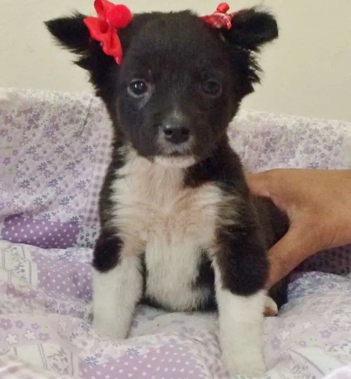 Cachorro ra a SRD idade Abaixo de 2 meses nome LUA