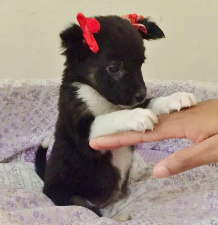 Cachorro ra a SRD idade Abaixo de 2 meses nome LUA