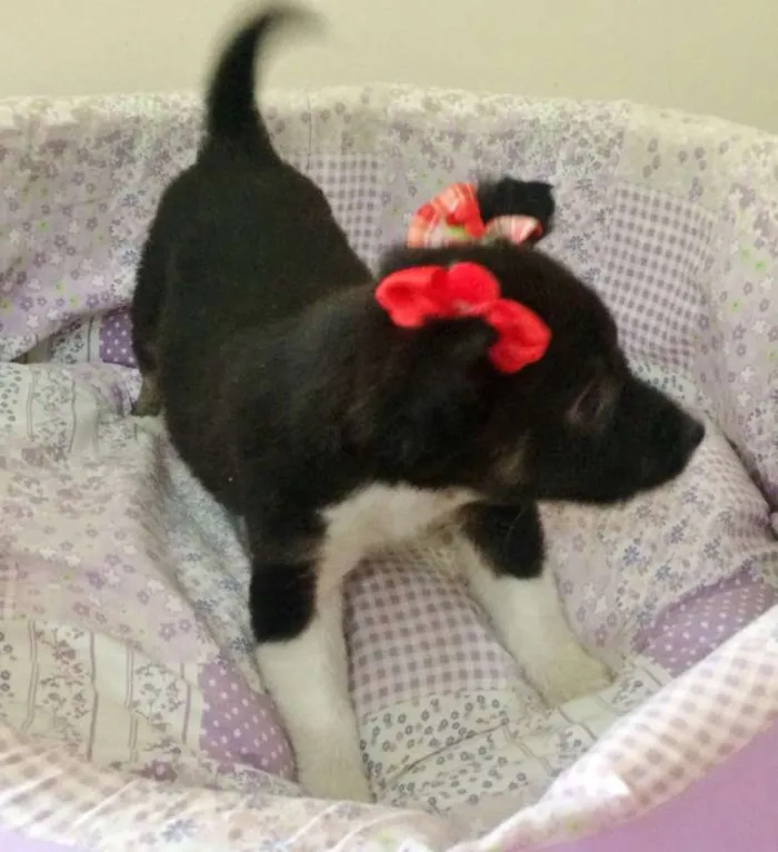 Cachorro ra a SRD idade Abaixo de 2 meses nome LUA