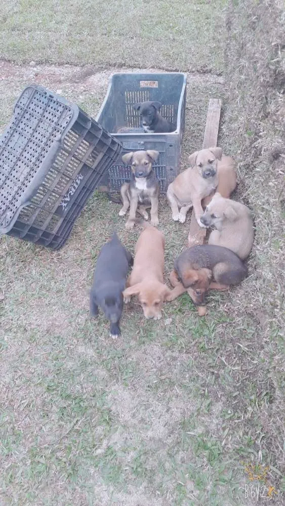 Cachorro ra a Srd idade Abaixo de 2 meses nome Sem nomes