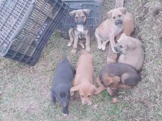 Cachorro ra a Srd idade Abaixo de 2 meses nome Sem nomes