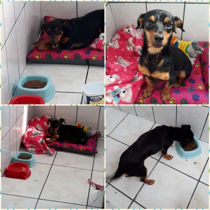 Cachorro ra a Vira lata  idade 2 a 6 meses nome Stella