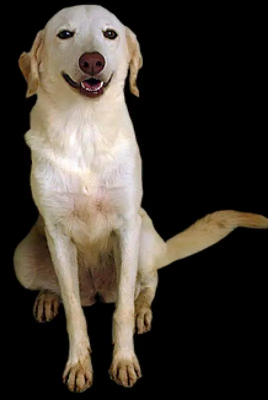 Cachorro ra a Labrador idade 7 a 11 meses nome DUQUE