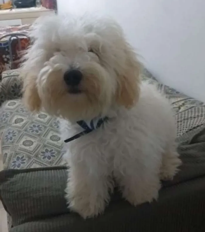 Cachorro ra a SRD idade 1 ano nome Wisky