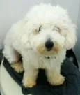 Wisky