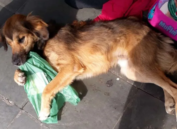 Cachorro ra a SRD idade 1 ano nome Alemão