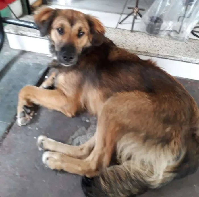 Cachorro ra a SRD idade 1 ano nome Alemão